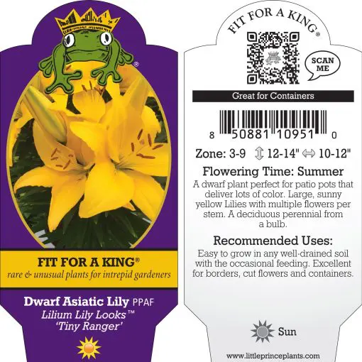Lilium Lily Looks™ 'Tiny Ranger' - Dwarf Asiatic Lily PPAF (4.5