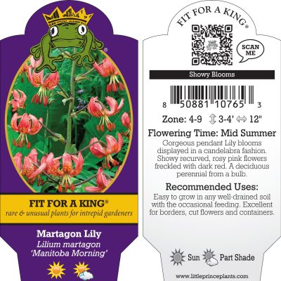 Lilium martagon 'Manitoba Morning' - Martagon Lily