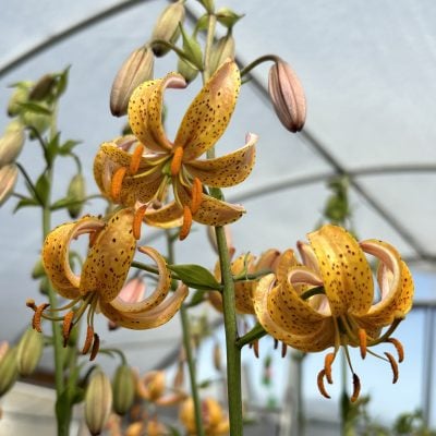 Lilium martagon 'Peppard Gold' - Martagon Lily (4.5" Pot)