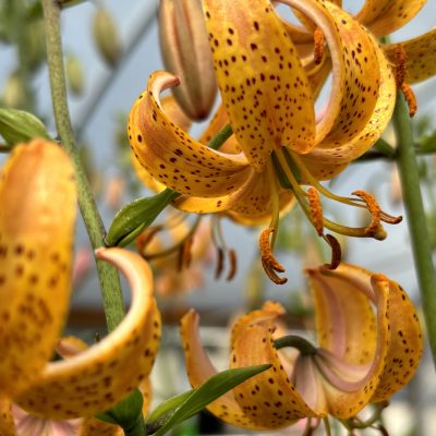 Lilium martagon 'Sunny Morning' - Martagon Lily (4.5" Pot)