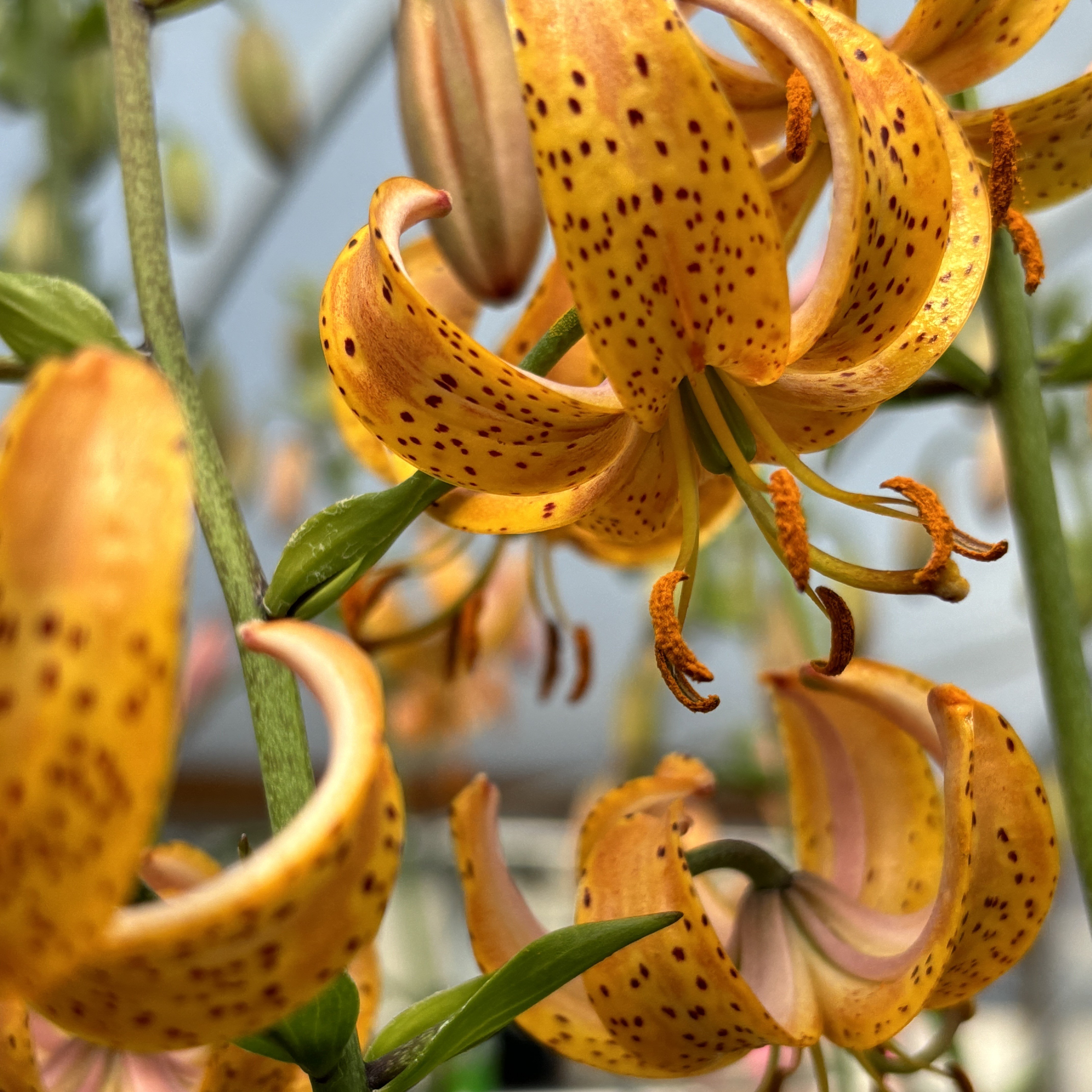 Lilium-martagon-Sunny-Morning-.jpg