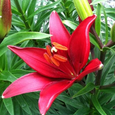 Lillium asiatic 'Tiny Ghost'