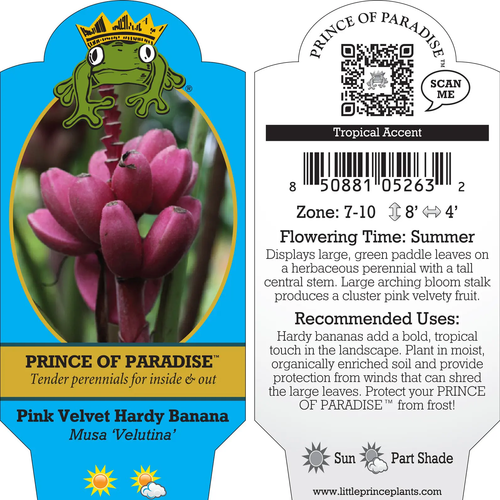 Musa velutina - Pink Velvet Banana (4.5" Pot) | Little Prince of Oregon  Nursery