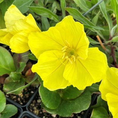 Oenothera macrocarpa - Missouri Evening Primrose (4" Pot)