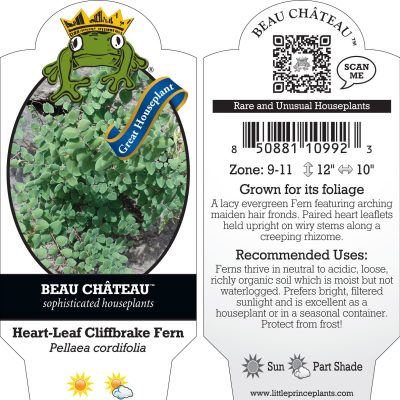 Pellaea cordifolia - Heart-Leaf Cliffbrake Fern (4.5" Pot)