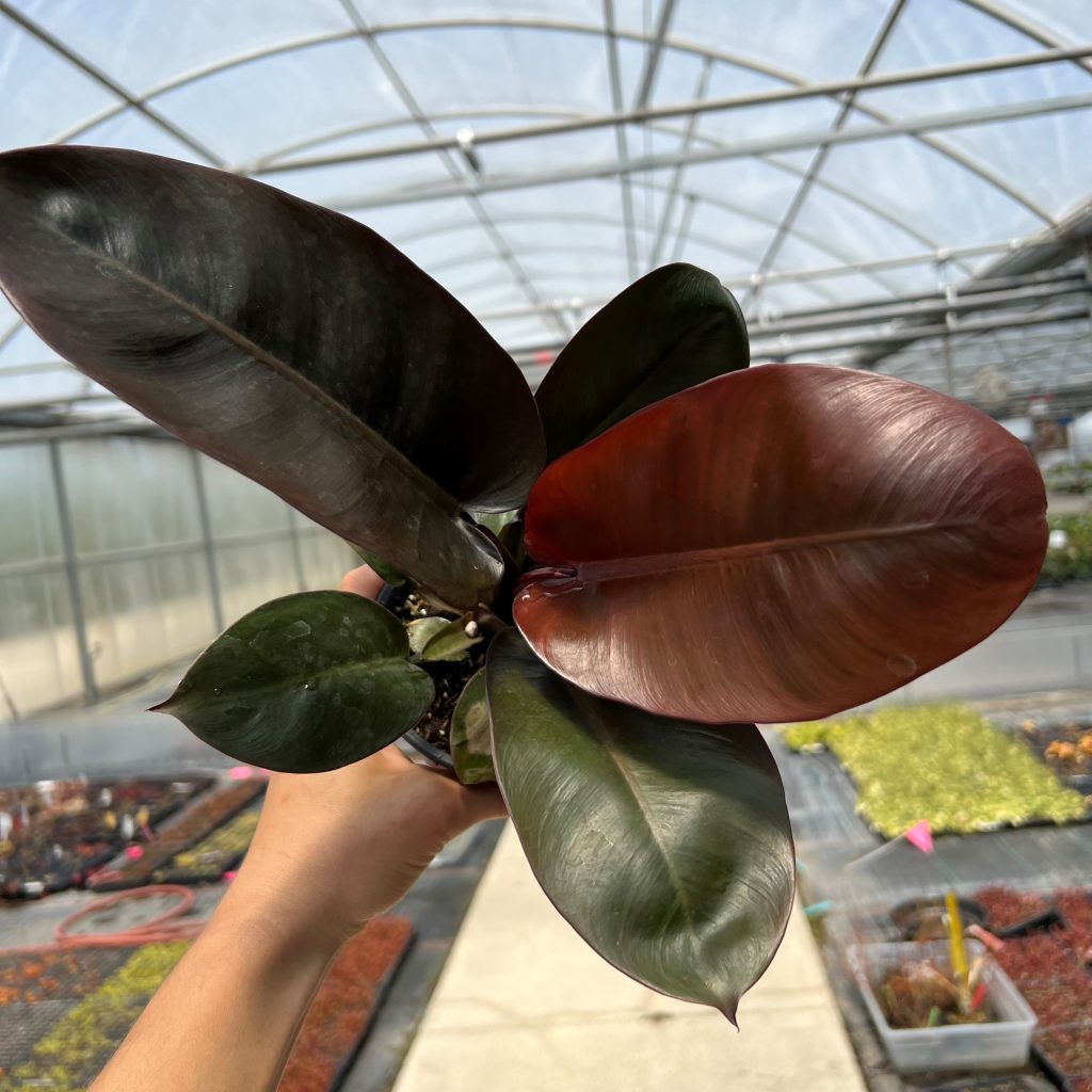 Philodendron 'Black Cardinal' (4.5" Pot) | Little Prince of Oregon Nursery