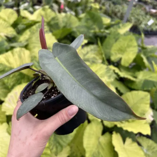 philodendron dragon tail mature Large Philodendron Dragon Tail Pole