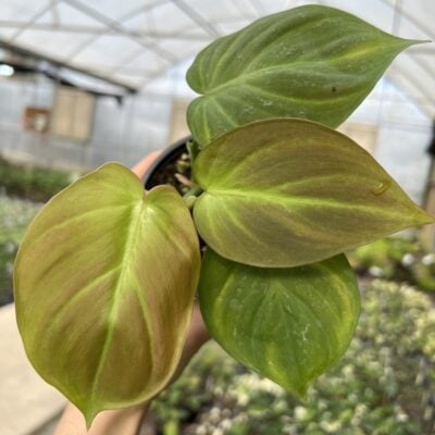Philodendron camposportoanum