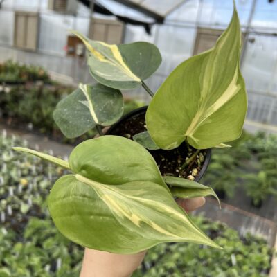Philodendron hederaceum ‘Rio’