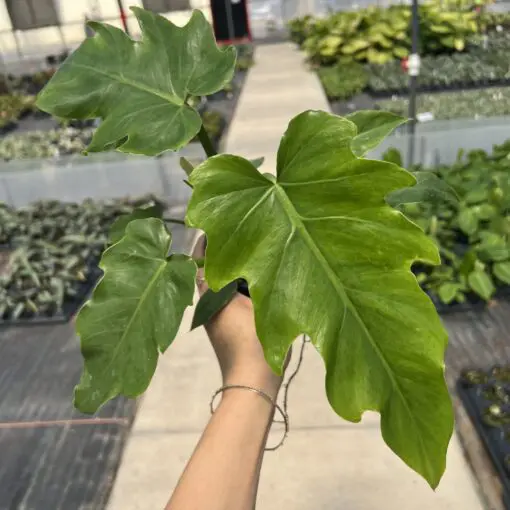 Philodendron radiatum - Split Leaf Climber (4.5" Pot) | Little Prince of  Oregon Nursery