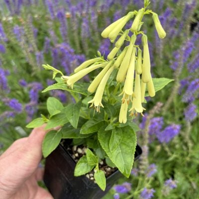 Phygelius Candydrops 'Cream'