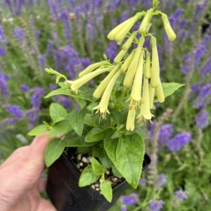 Phygelius CandyDrops ‘Cream’  – Cape Fuchsia (4.5″ Pot)