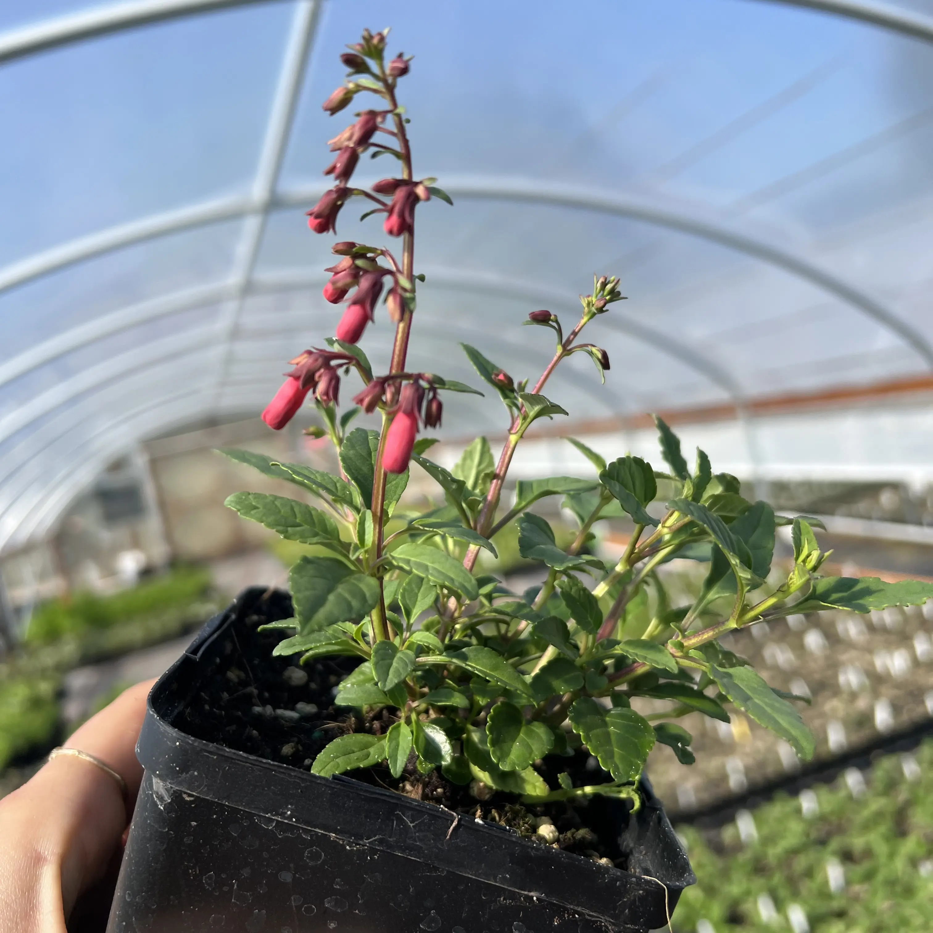 Phygelius CandyDrops 'Red' - Cape Fuchsia (4.5" Pot) | Little Prince of  Oregon Nursery