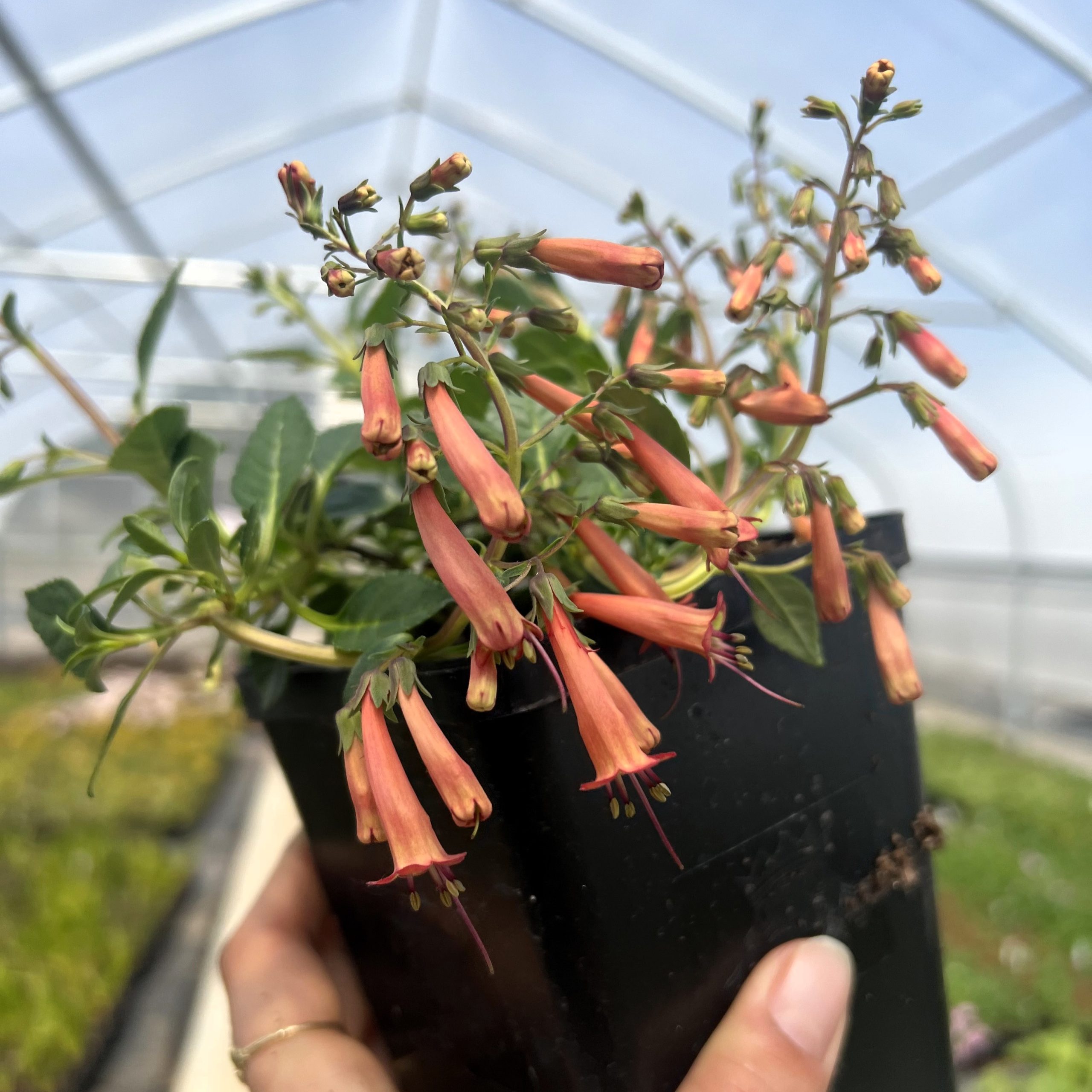 Phygelius CandyDrops 'Tangerine' - Cape Fuchsia (4.5" Pot) | Little Prince  of Oregon Nursery