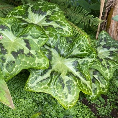 Podophyllum 'Kaleidoscope' PP #14,460 - Mayapple (Gallon Pot)