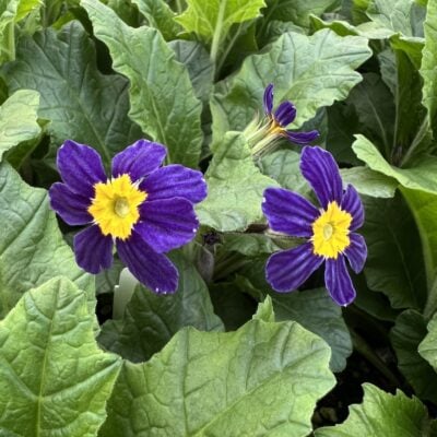 Primula 'Oakleaf Blue'