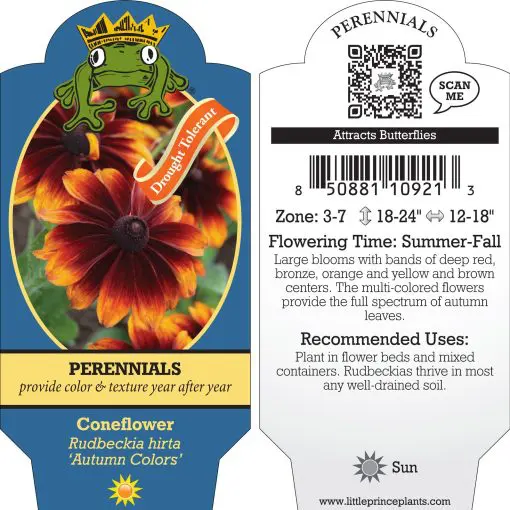 Rudbeckia hirta 'Autumn Colors' - Black Eyed Susan (4