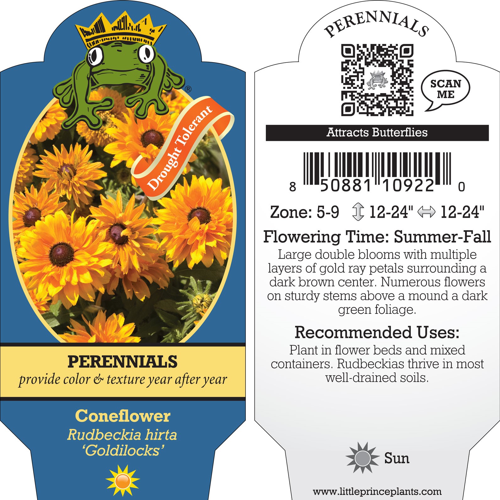 Rudbeckia hirta 'Goldilocks' - Coneflower
