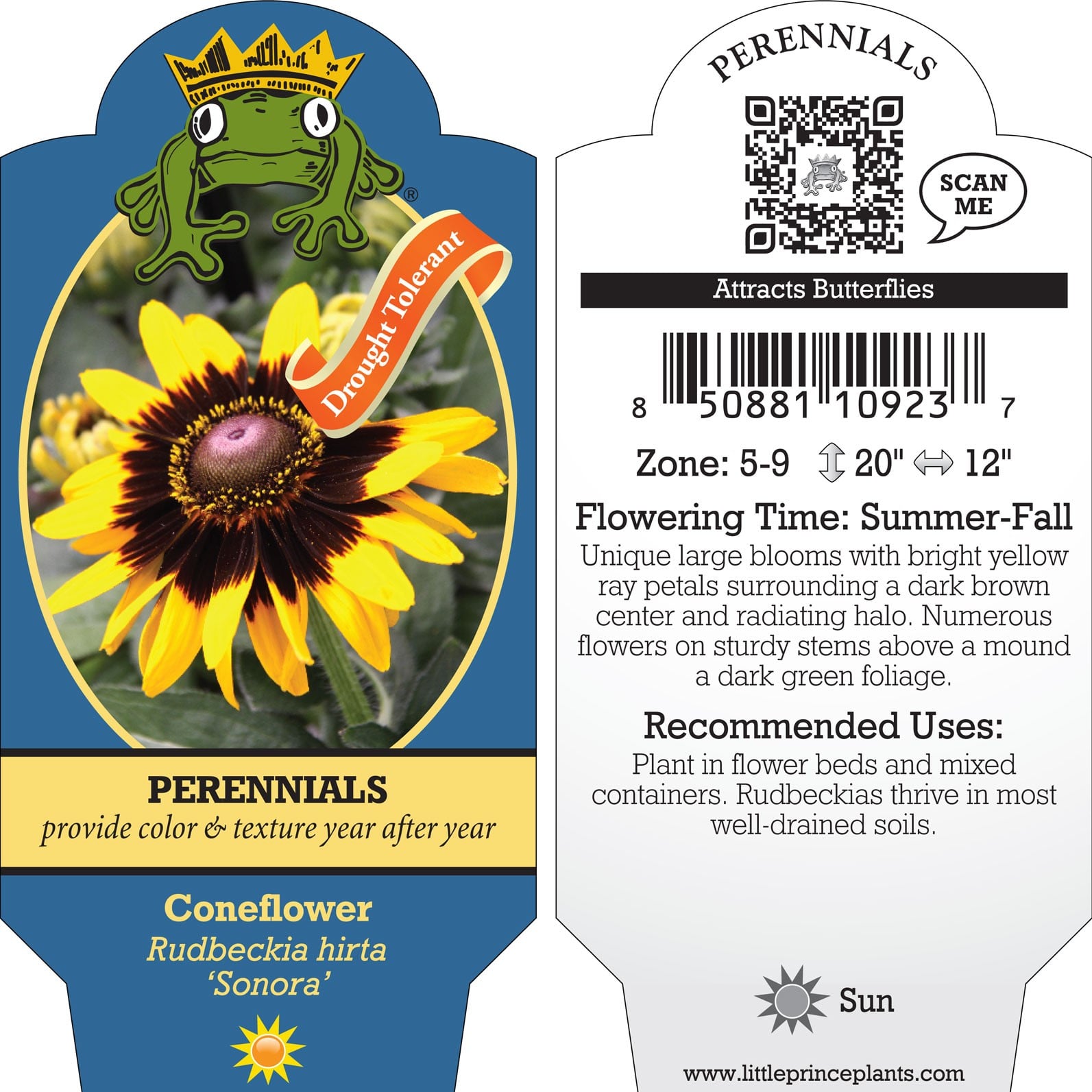 Rudbeckia hirta 'Sonora' - Coneflower
