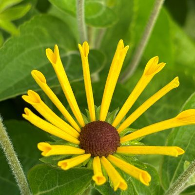 Rudbeckia subtomentosa `Little Henry' - Quilled Black-Eyed Susan USPP #23,590 (4.5" Pot)