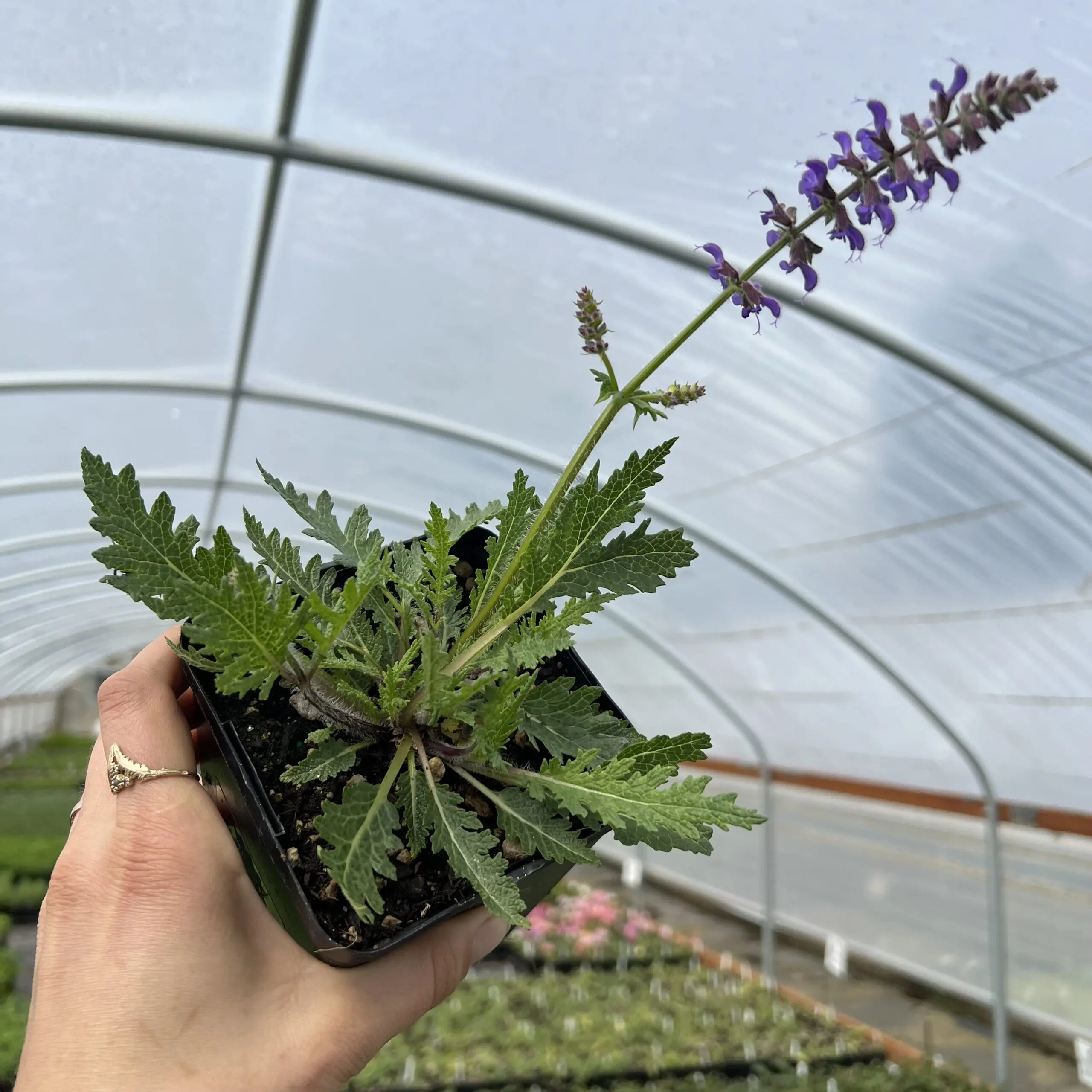 Salvia nemorosa 'Feathers Peacock' - Meadow Sage (4.5" Pot) | Little Prince  of Oregon Nursery