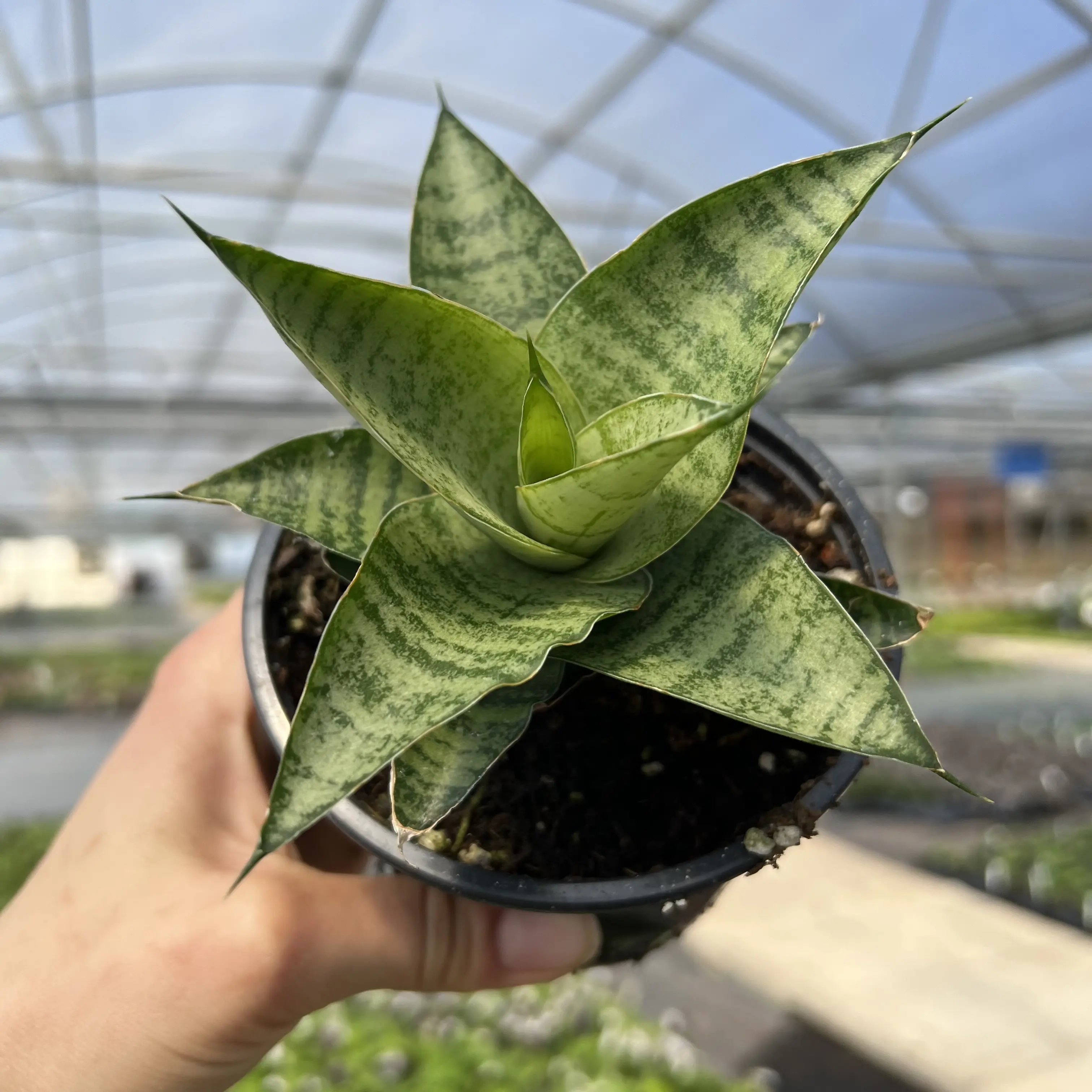 Sansevieria 'Gabriella' - Snake Plant (4.5" Pot) | Little Prince of Oregon  Nursery