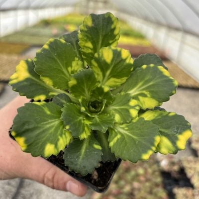 Saxifraga x urbium 'Aureopunctata' - Variegated London Pride Saxifrage (3.5" Pot)