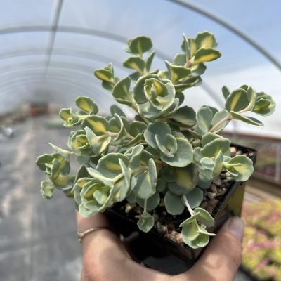Sedum sieboldii 'Mediovariegatum' - Stonecrop (3.5" Pot)