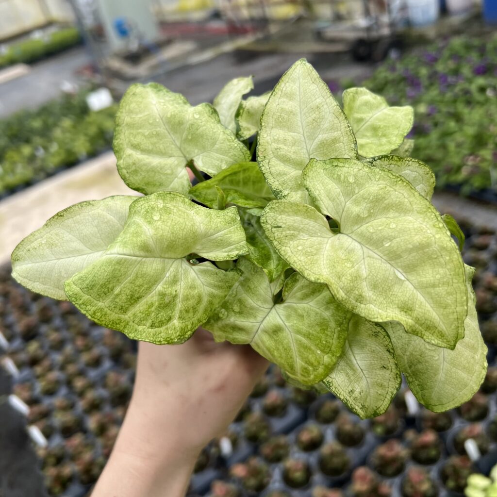 Syngonium 'White Butterfly' - Arrowhead Vine (4.5" Pot) | Little Prince of  Oregon Nursery