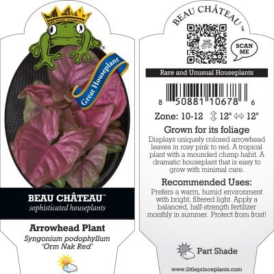 Syngonium podophyllum 'Orm Nak Red' - Arrowhead Plant