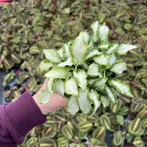 jade plant Crassula ovata (Jade Plant)  Interior Foliage Design