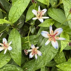 Tricyrtis formosana ‘Seiryu’ – Taiwanese Toad Lily (4.5″ Pot)