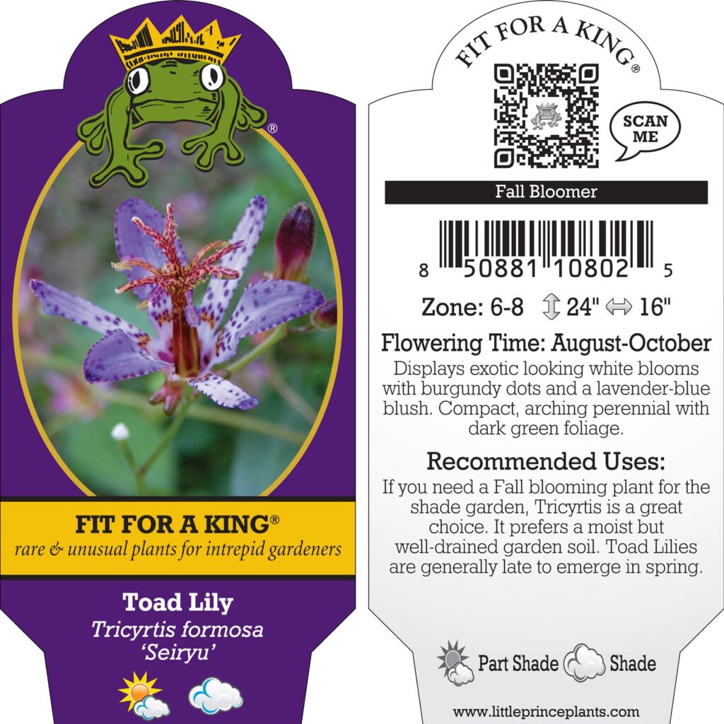 Tricyrtis-formosa-Seiryu-Toad-