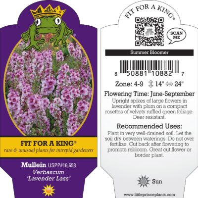 Verbascum 'Lavender Lass'