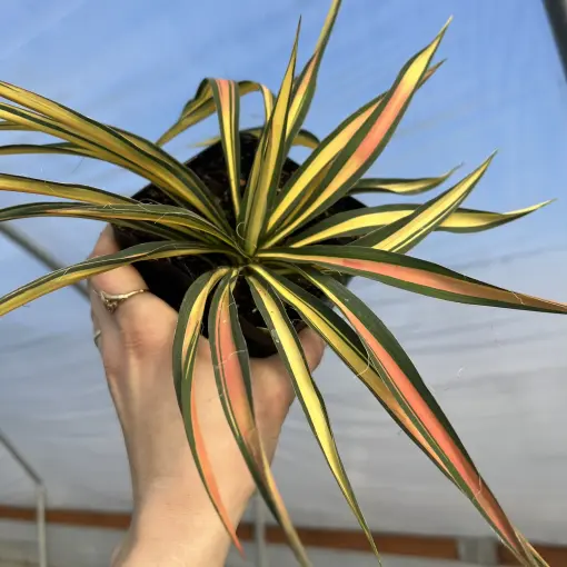 Yucca 'Color Guard' - Adam's Needle Yucca (4.5