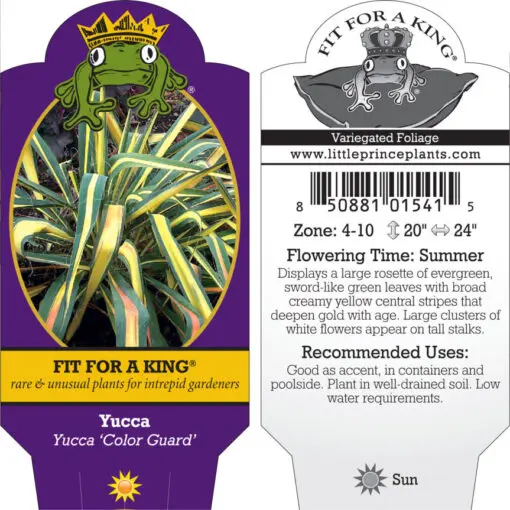 Yucca 'Color Guard' - Adam's Needle Yucca (4.5