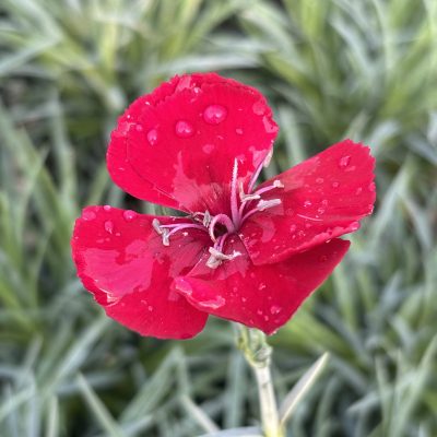Dianthus American Pie® Cherry Pie - Garden Pinks (4.5" Tall)