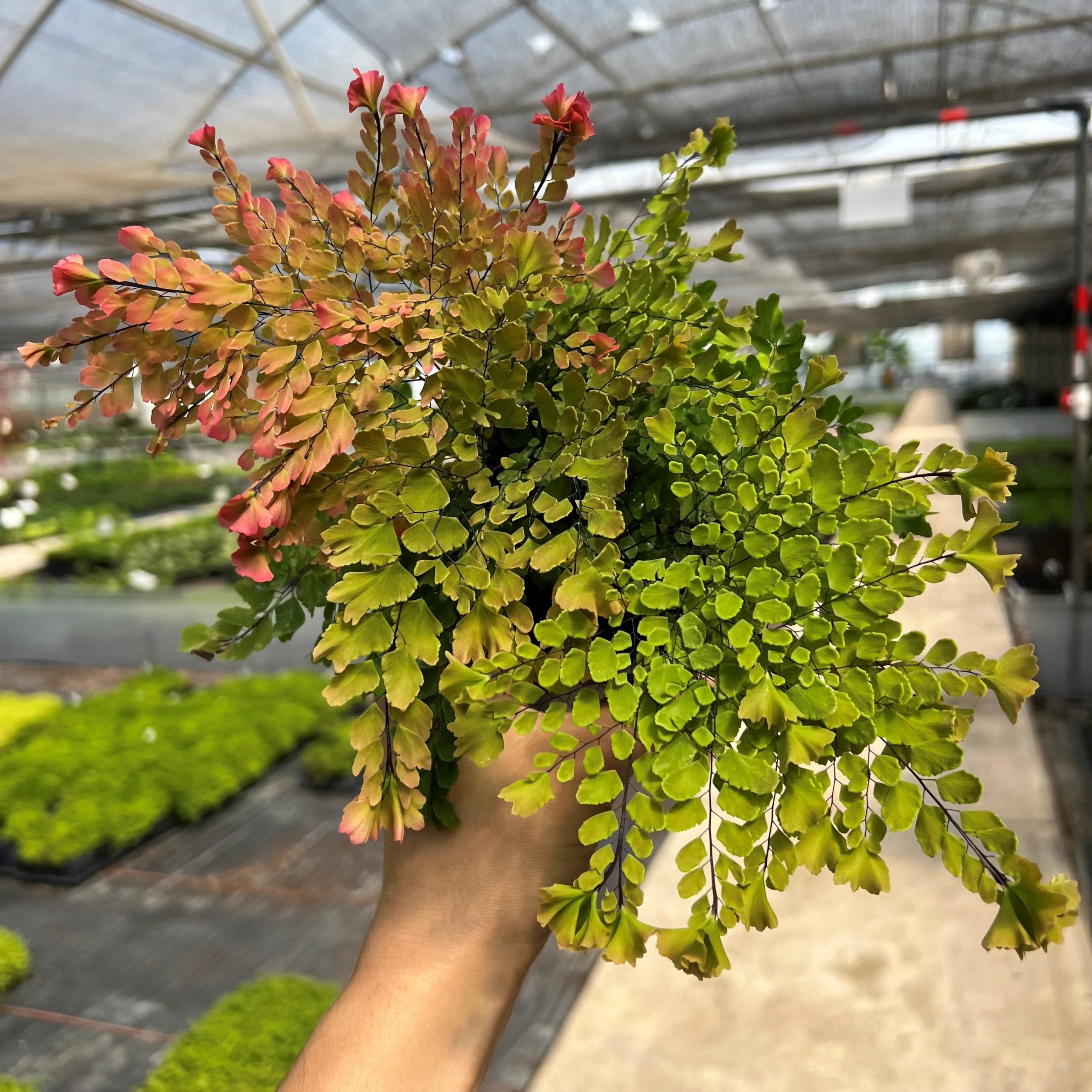 Adiantum tenerum 'Peacock' - Maidenhair Fern (4.5" Pot)