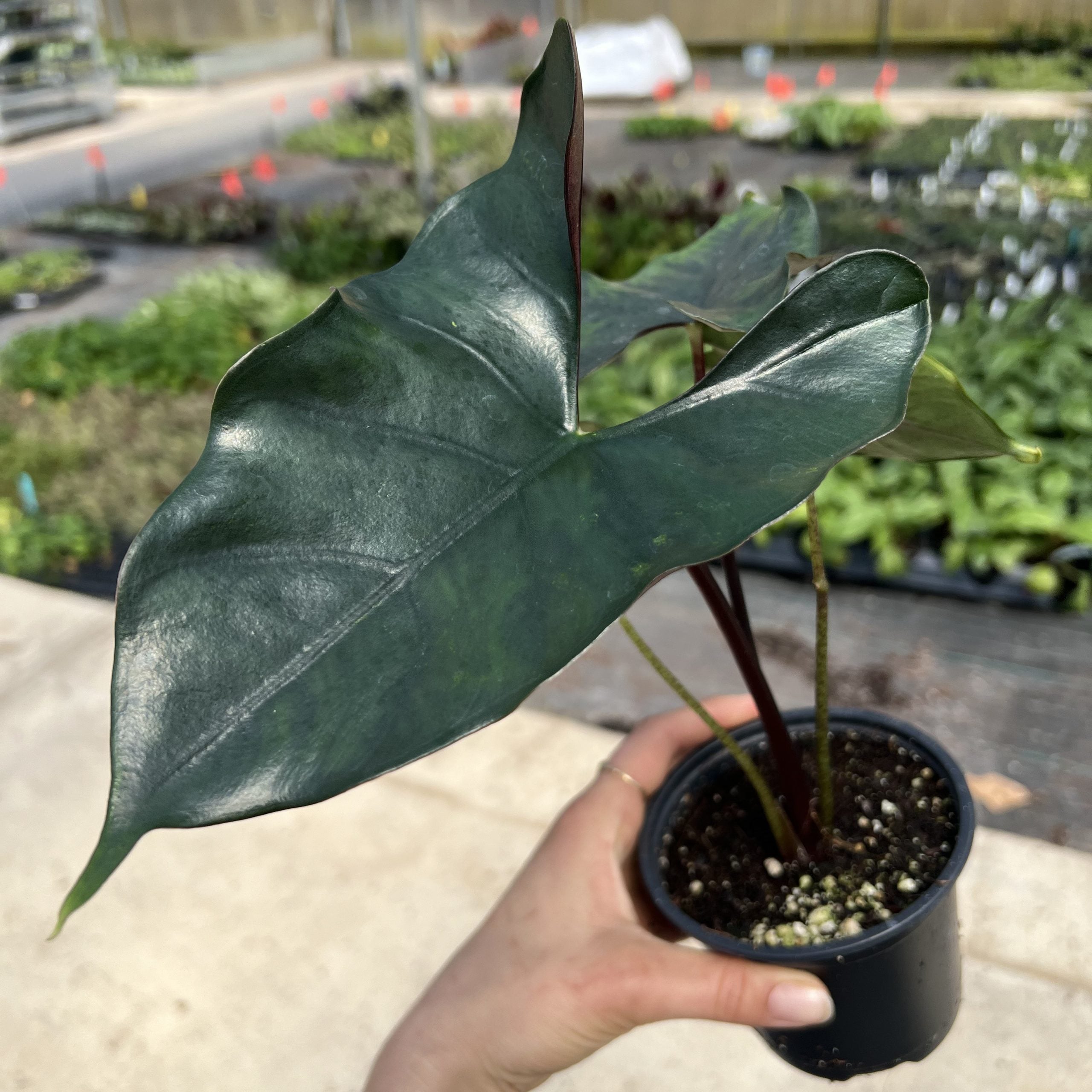 Alocasia princeps 'Purple Cloak' (4.5" Pot)