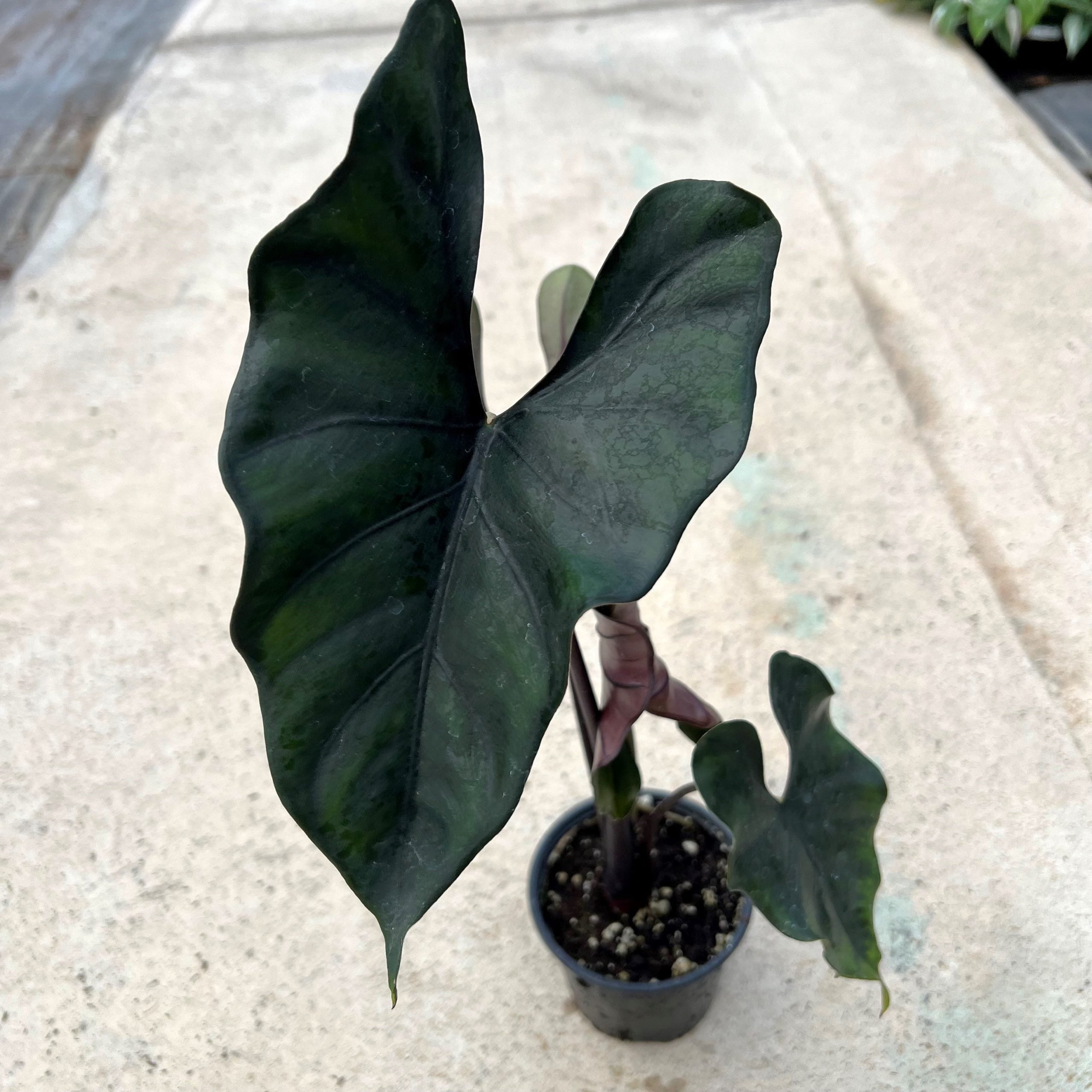 Alocasia princeps 'Purple Cloak' (4.5" Pot) - Image 2