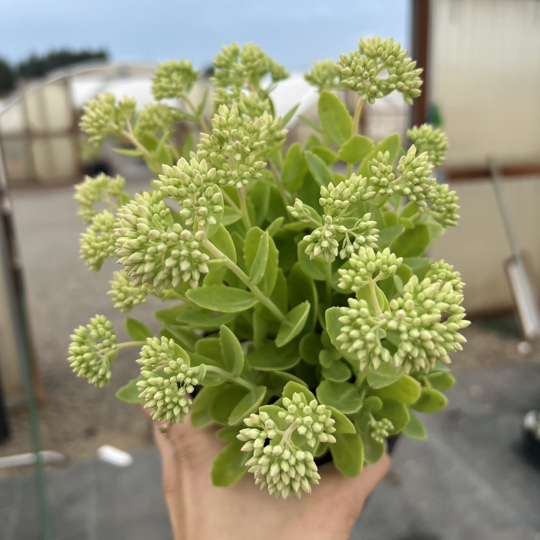 Sedum 'Autumn Fire' - Stonecrop (4.5" Pot) - Image 2
