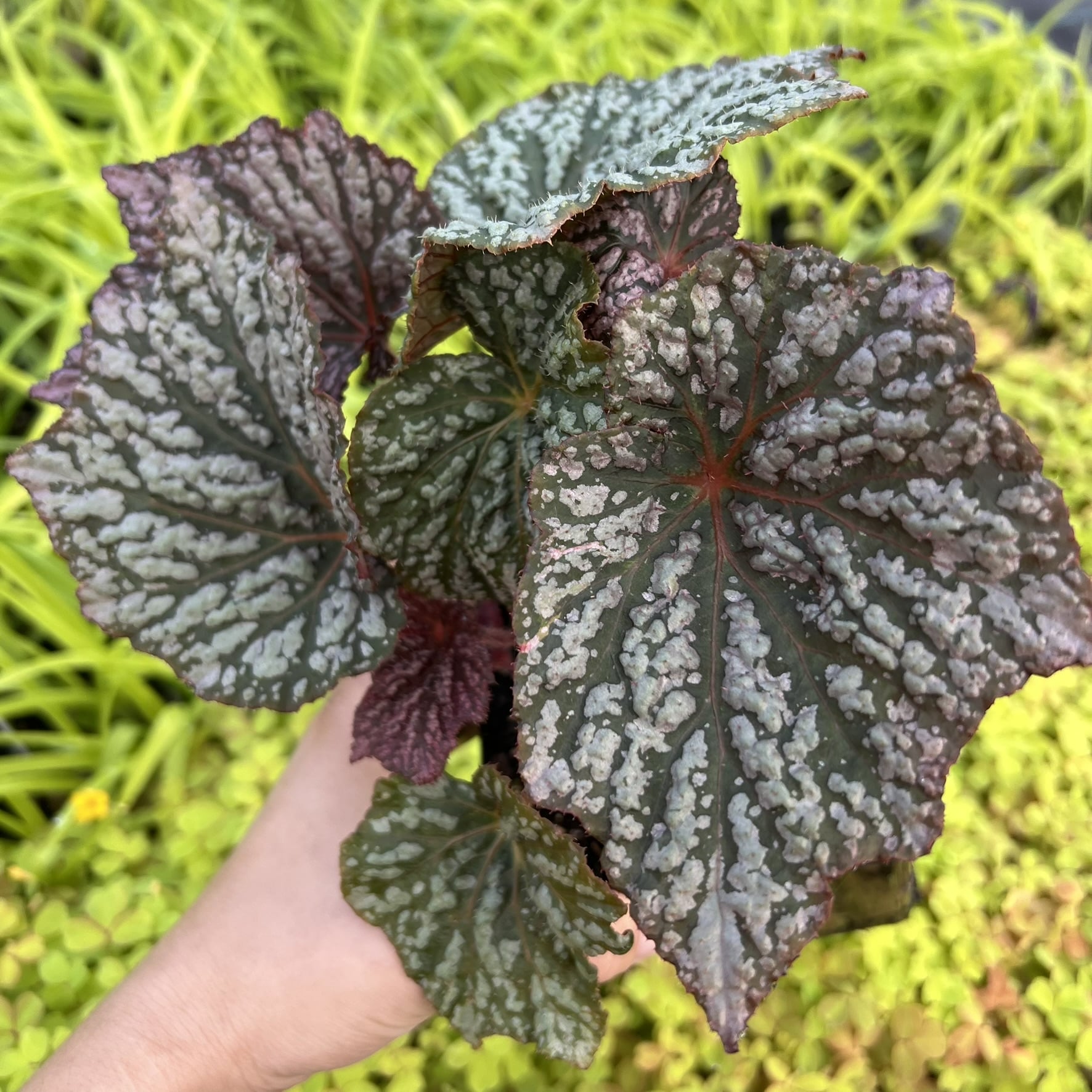 Begonia Lunar Lights™ 'Little Moon' PPAF (4.5