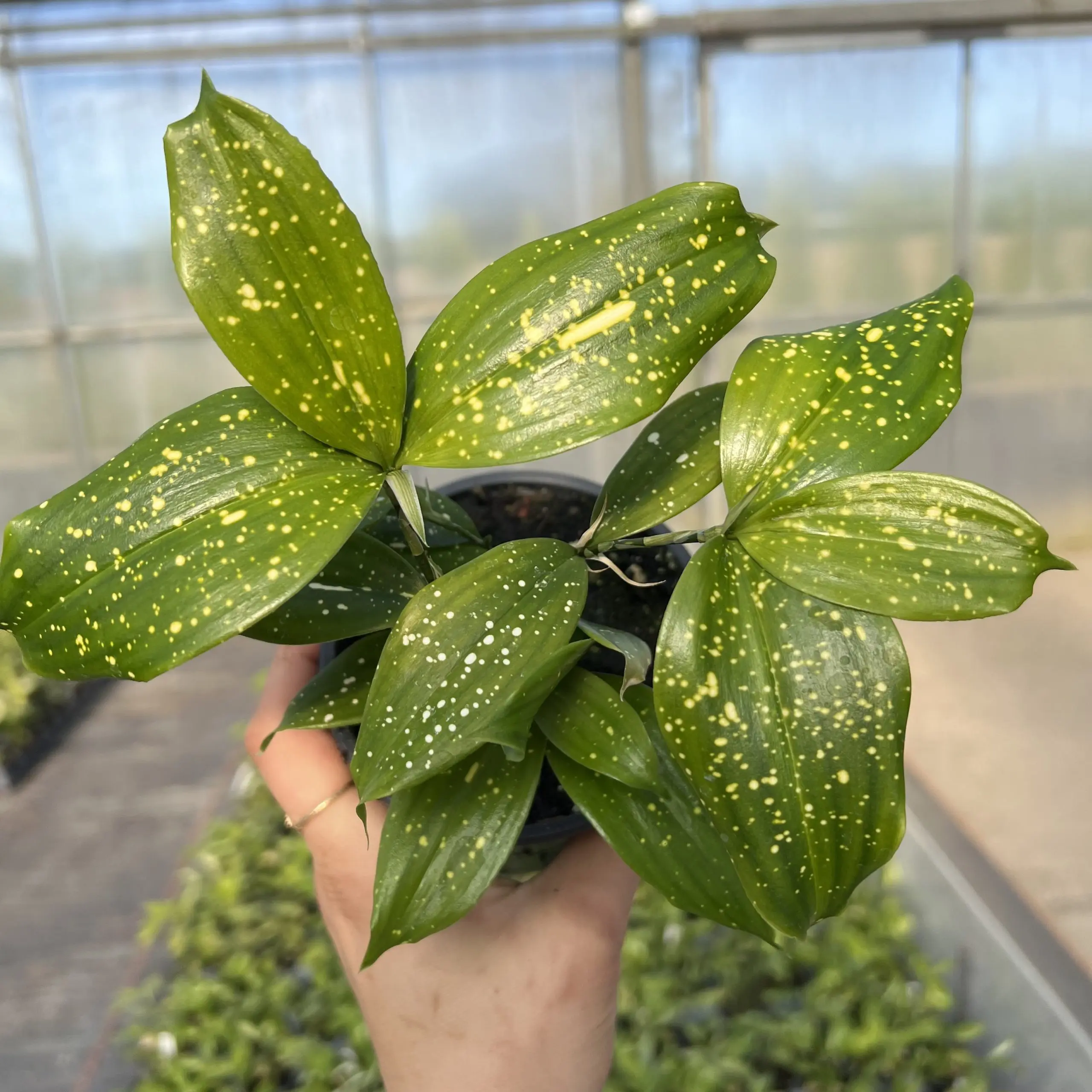 large jade plant for sale Crassula Jade type Cuttings and Potted by Blaise Gollum 1G
