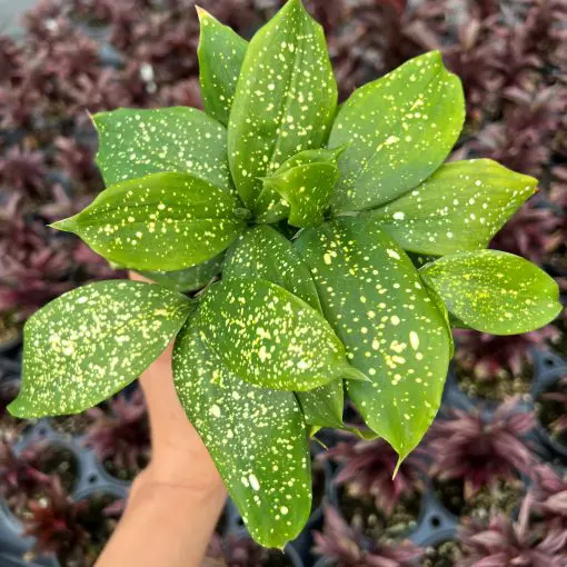 dracena lemon plant Dracaena Lemon Lime – ShopTropicals