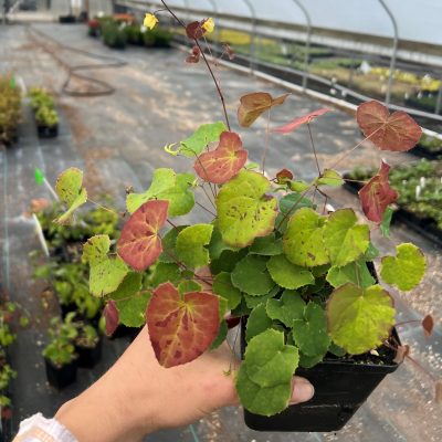 Epimedium 'Sunny and Share' - Barrenwort (4.5" Pot)
