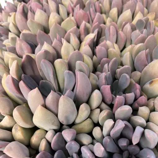 Graptoveria 'Lilac Spoons' (2