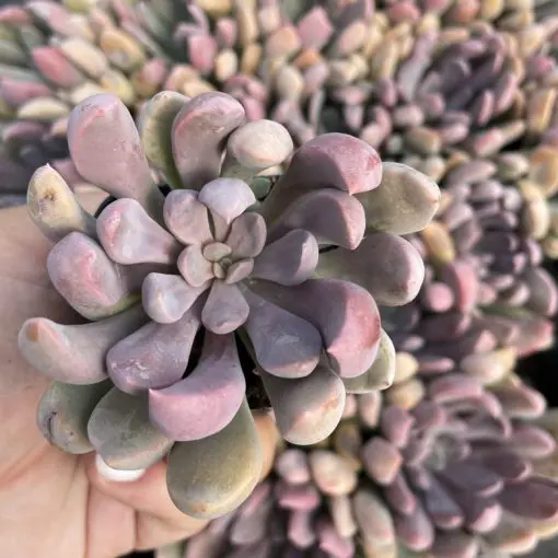 Graptoveria 'Lilac Spoons' (2