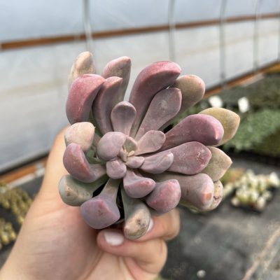 Graptoveria 'Lilac Spoons' (2" Pot)