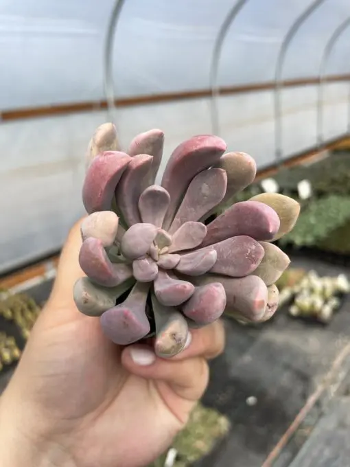 Graptoveria 'Lilac Spoons' (2