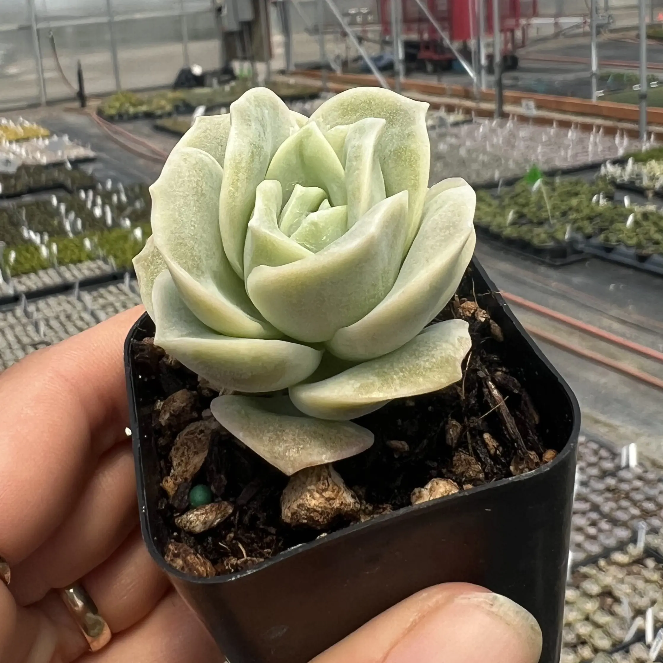 Graptoveria 'Lovely Rose' (2" Pot) | Little Prince of Oregon Nursery